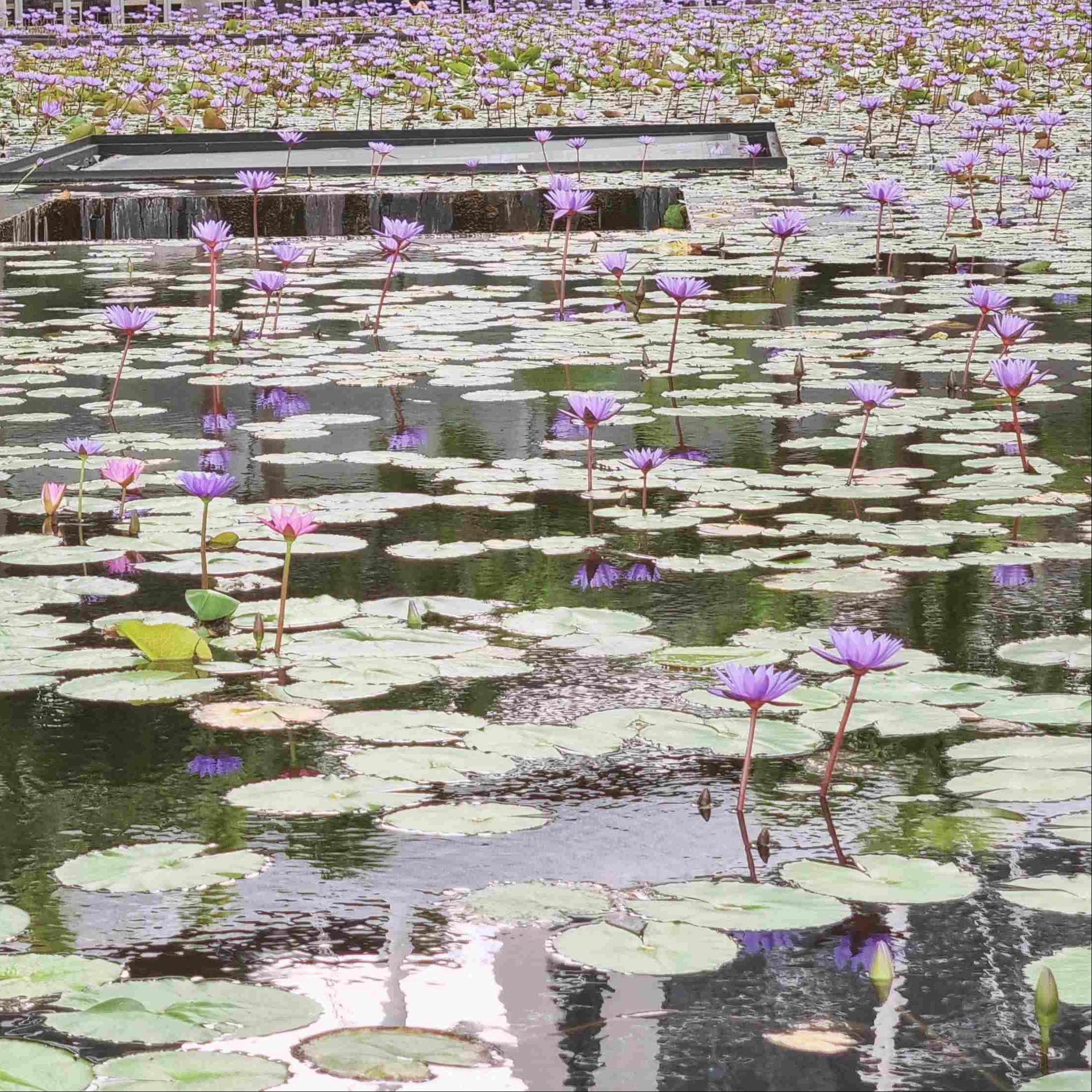 Singapore fountain with lotus